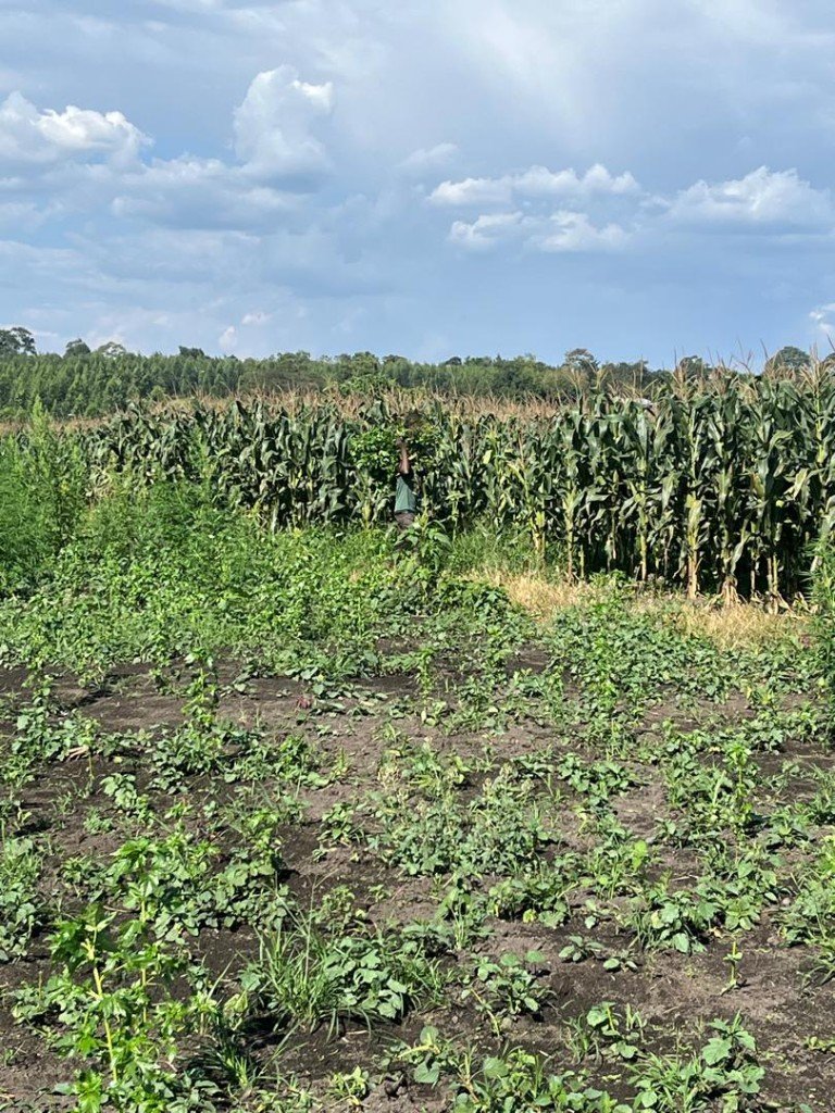Maize field with worker tending the crop