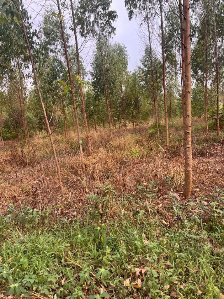 Young eucalyptus tree plantation